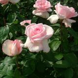 中央が淡いピンクがかった白の花弁が特徴のバラの写真