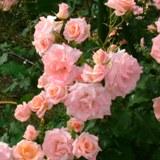 淡いピンク、または中央が少しオレンジがかった角ばった花弁が特徴のバラの写真