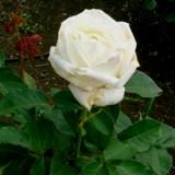 真っ白で大きな花弁が特徴のバラの写真