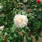 ホワイトディライトという花弁の枚数の多い白い薔薇の写真