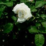 ヨニナという白い花の写真
