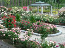 赤や白やピンクの色々なバラが咲いている花壇を上から見た写真