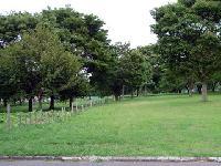 木々が植えられた東墓地公園の緑の芝生の写真
