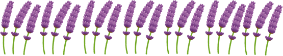 紫色のラベンダーの花のイラスト画像