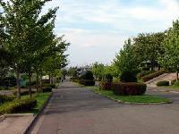 低木などの街路樹がある東運動公園の遊歩道の写真