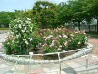 花壇に咲く白とピンクの薔薇の写真