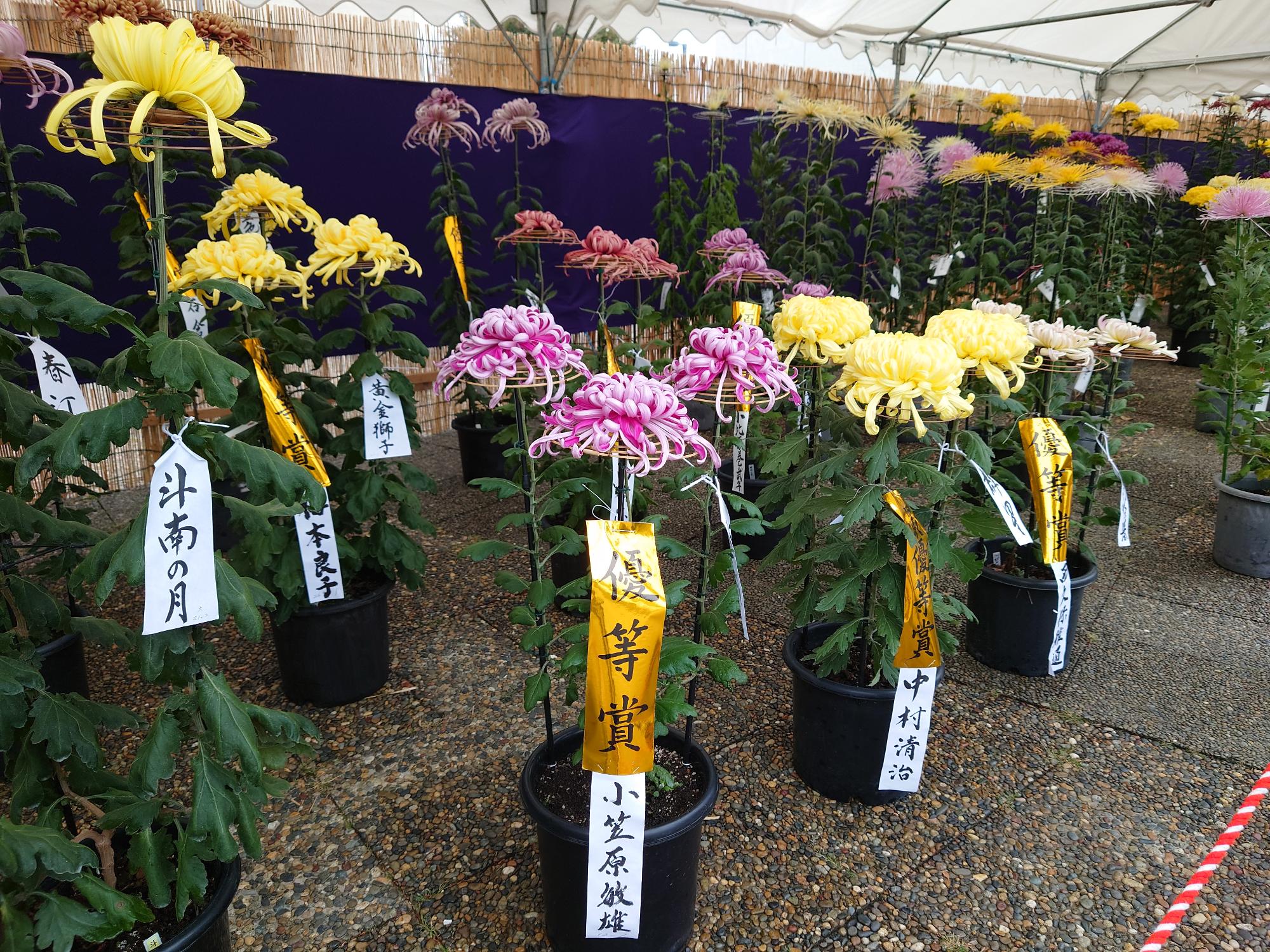 奥州菊展