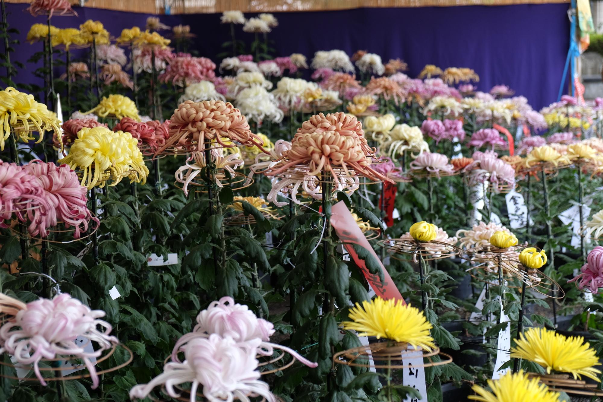 奥州菊展その2
