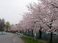 長根公園桜