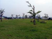 芝生の上に等間隔で植えられた桜の社の写真