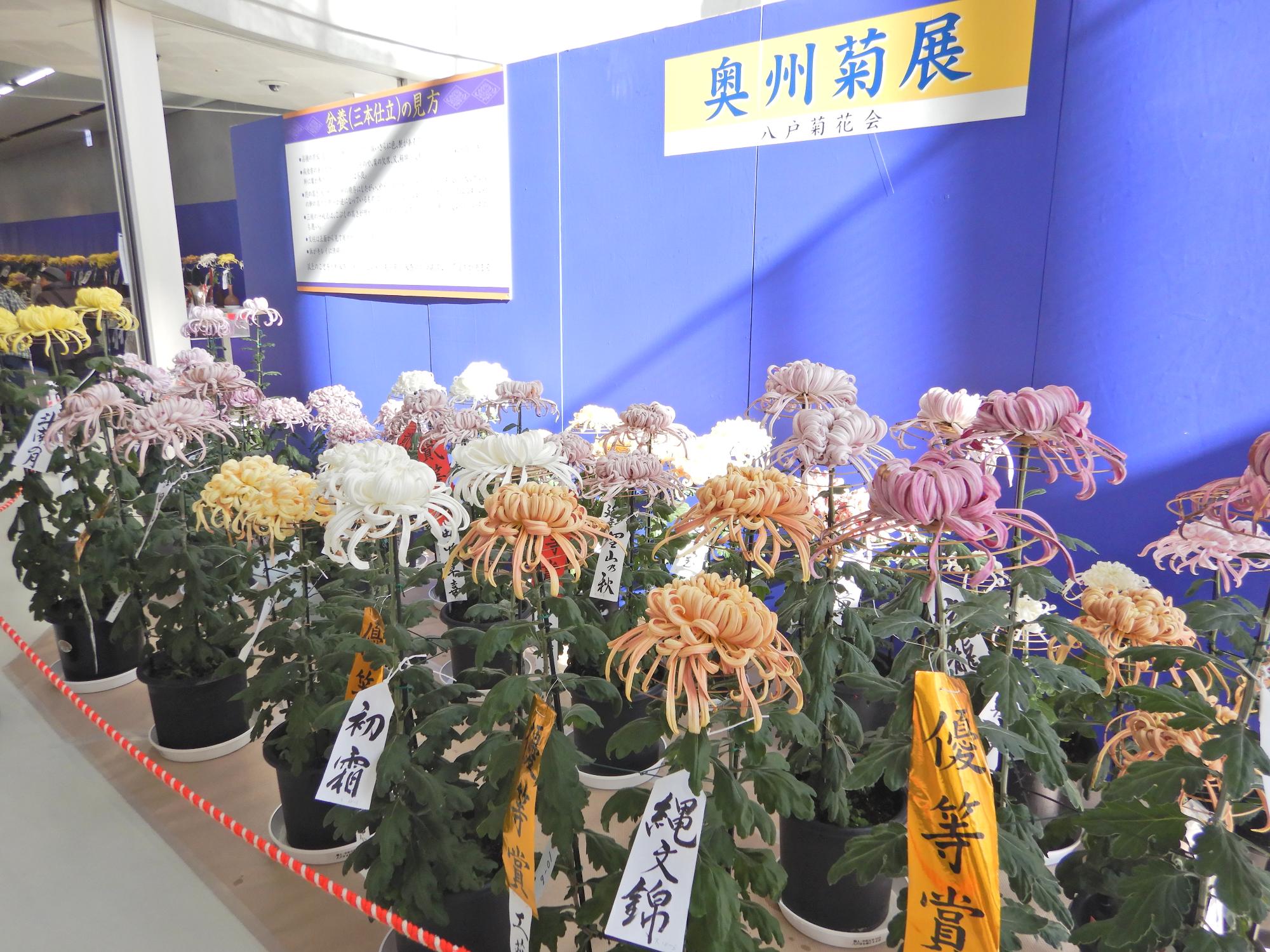 色とりどりの奥州菊がずらりと並ぶ展覧会場の写真