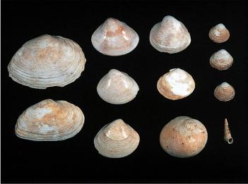 長七谷地貝塚から出土した大小様々な貝類の写真