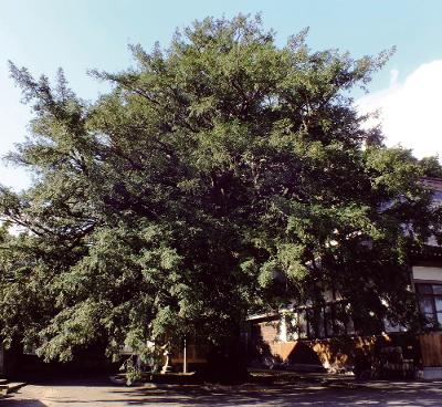 カヤの木の写真