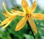 ニッコウキスゲの黄色い花の写真