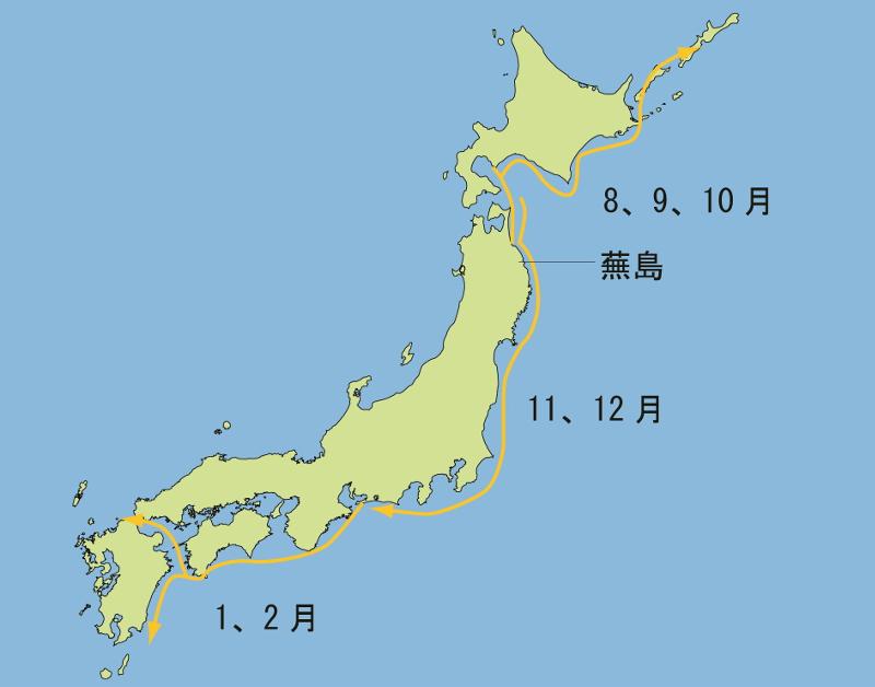 日本列島間の季節によるウミネコの移動経路を日本地図に示した図