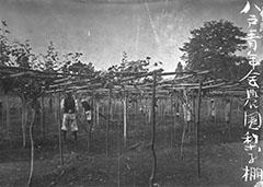 八戸青年会の農園で農作業をする男性たちの写真