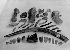 アオモリゾウの化石