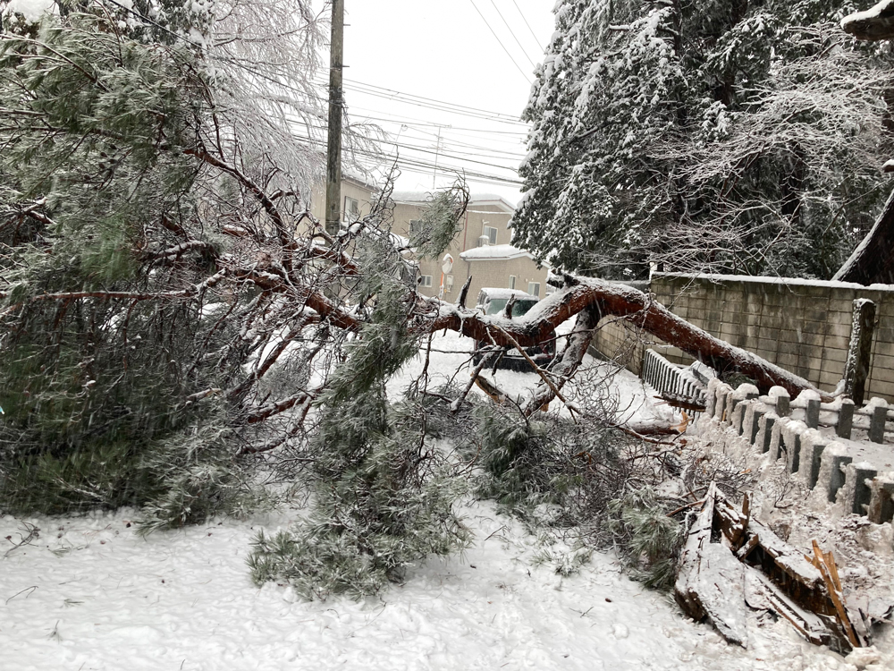 落下した枝の写真。
